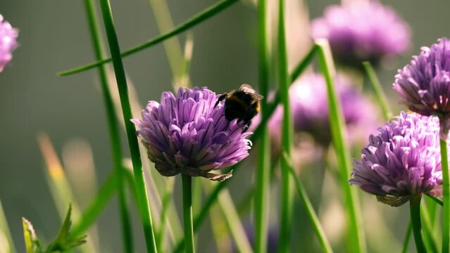 Bumble bee pollinates German Garlic purple flower