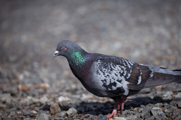 pigeon
