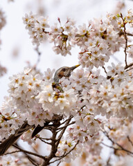 cherry blossoms and a bird