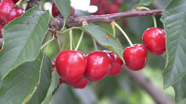 Static shot of delicious cherries on the tree ready to be harvested. Healthy and fresh food
