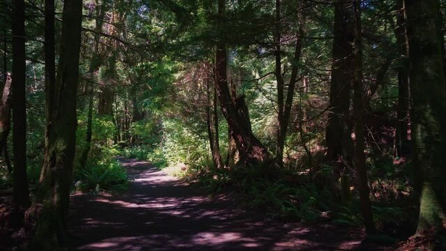 Walking along forest trail to Cape Flattery on the Makah Reservation in Washington State. Cape Flattery is the northwesternmost point of the contiguous United States. 4K UHD video.