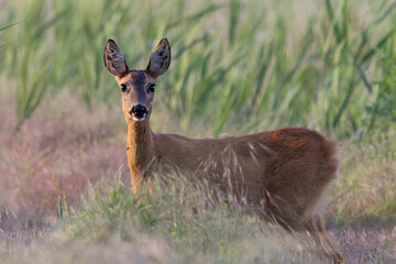 Young female deer on the edge of the field between grasses