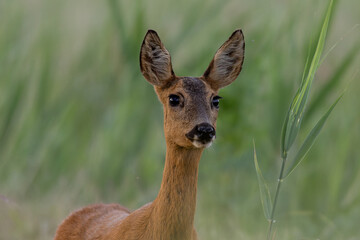 Portrait of a young female deer