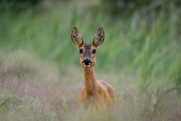 Young female deer on the edge of the field between grasses