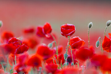 Close-up of the poppy in the field, Papaver rhoeas