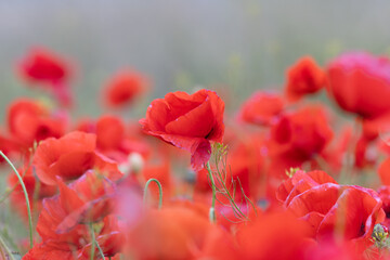 Close-up of the poppy in the field, Papaver rhoeas
