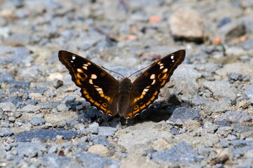 Apatura ilia aka Lesser Purple Emperor. Lovely butterfly with metalic purple color on his wings.