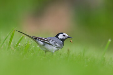 Motacilla alba aka White wagtail is hunting insect in the grass. Close-up portrait.