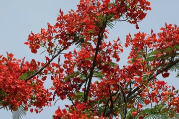 Selective focus at a stunning red flowers named Royal Poinciana, Flamboyant, Flame of the forest, or Flame Tree Scientific name: Delonix Regia. in thailand