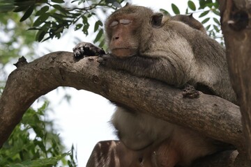 monkey on tree