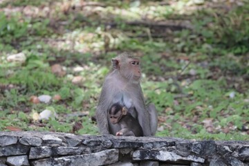 Mother monkey and baby monkey