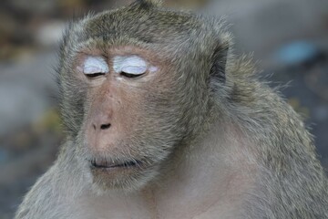 close up of a baboon