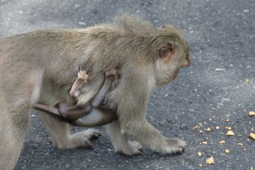 Mother monkey and baby monkey
