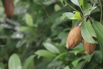 Sapodilla ripens on the sapodilla tree.