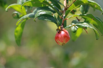 Pomegranate, red fruit