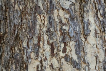 bark of a tree