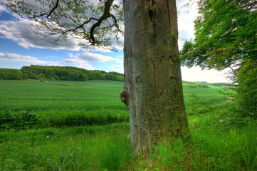Forrest, green and nature in Denmark for environmental, landscape and countryside for spring. Plants, trees and grass in park for growth, foliage and ecology in daytime for outdoor relaxation.