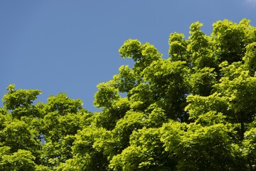 Obraz premium 新緑の葉が美しく風に揺れる森の中 