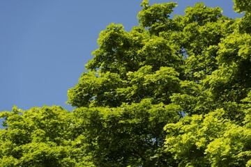 新緑の葉が美しく風に揺れる森の中
