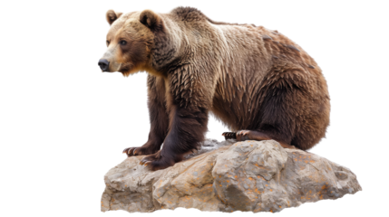 Bear on a rock on a transparent background