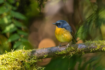 Male Snowy-browed Flycatcher perched on a moss-covered branch