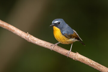 Male Snowy-browed Flycatcher perched on a branch