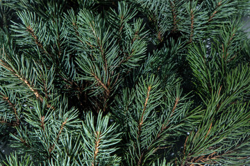 Green tree branches. Christmas natural background