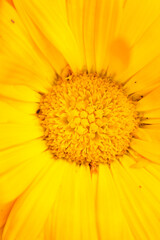 A detailed close-up of a vibrant yellow flower's center with radiating petals. Perfect for botanical themes.