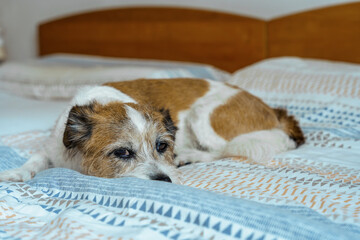 Ein kleiner Terrier Hund schläft auf einem Bett. Haustier, Zuhause.