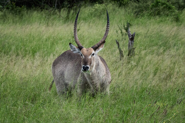 Kruger NP