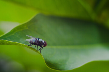 Big flies and green leaves