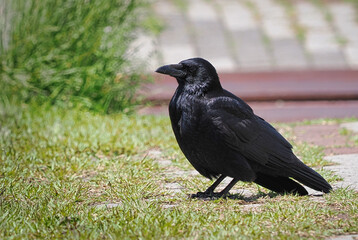 ハシボソガラス一羽