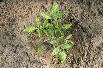 Growing Tomatoes. 
Tomato seedling.
Tomato seedlings planted in soil, farming and growing tomatoes in open ground on the field.