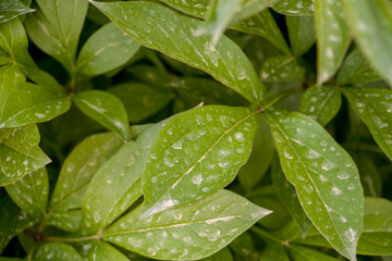 Rain dust on the leaves. Rain dust leaves stains on green leaves.