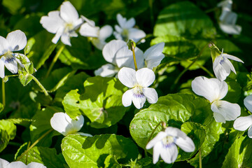  Viola alba. White garden violet