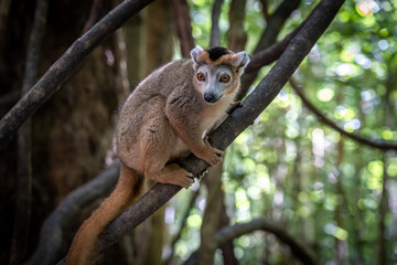 Lemuri