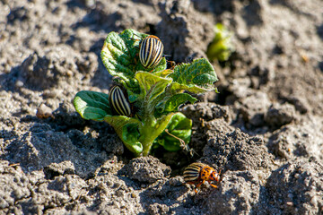 Leptinotarsa decemlineata. Colorado potato beetle on young potato leaves. Beetles are pests on...