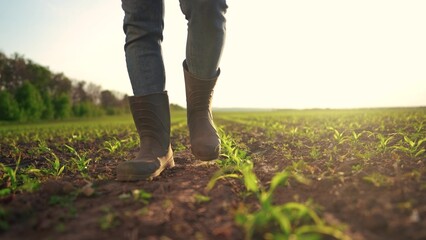 Farmer walking corn sprouts in field. agriculture a business concept. The farmers feet touch the...