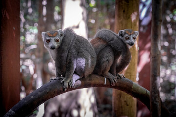Lemuri