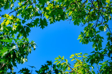 Grüne Blätter vor blauem Himmel