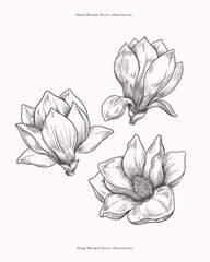 Set of flowers magnolia in engraving style. Botanical illustration. Beautiful ornamental plant, vector illustration. © KOSIM
