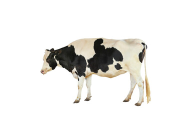 Cow isolated on transparent background png file