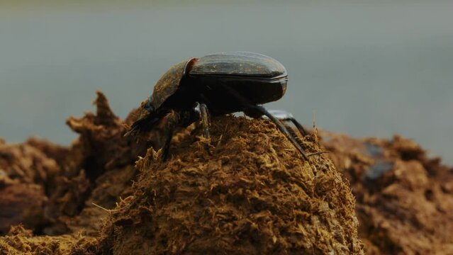 B;ack Dung beetle rolling a large dung ball of red soil. Amazing world of macro insects. African Beatle. Wildlife fauna creature in Maasai Mara Savannah. Kruger national park. Cinematic shot.