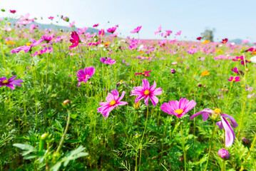 Amazing and beautiful of cosmos flower field landscape.background.