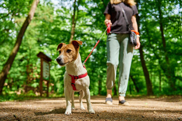 Female dog walker walks her Jack Russell terrier dog in summer park, leads it on leash. Cute pet at...