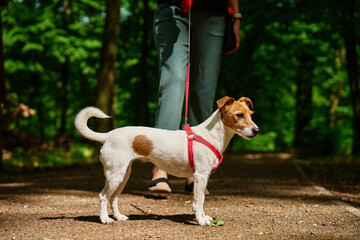 Woman wearing casual clothes walks her Jack Russell terrier dog in summer park. Dog is wearing red harness. Cute pet at morning walking