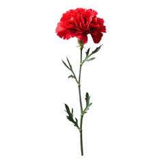 Single Red Carnation Flower isolated on transparent background.