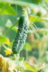 Fresh green cucumber on a branch in the garden bed