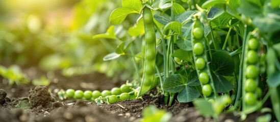 Fresh green peas and pea pods growing in a garden, showcasing organic and vegan produce from agricultural plants in garden beds.