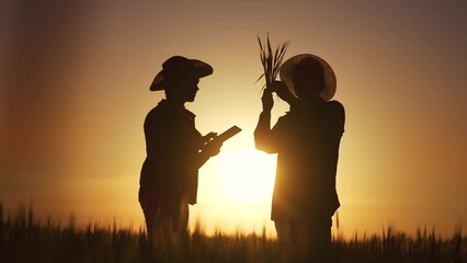 group farmers working wheat. agriculture business farm concept. silhouettes farmer work in wheat...
